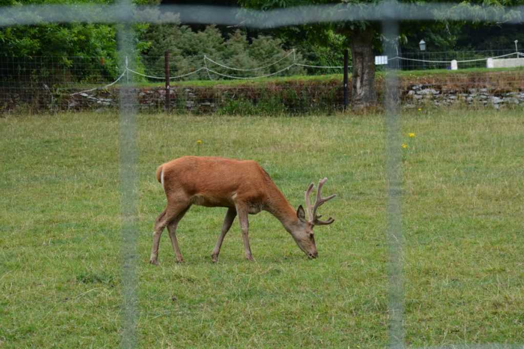 DSC_5543Mittel_.JPG